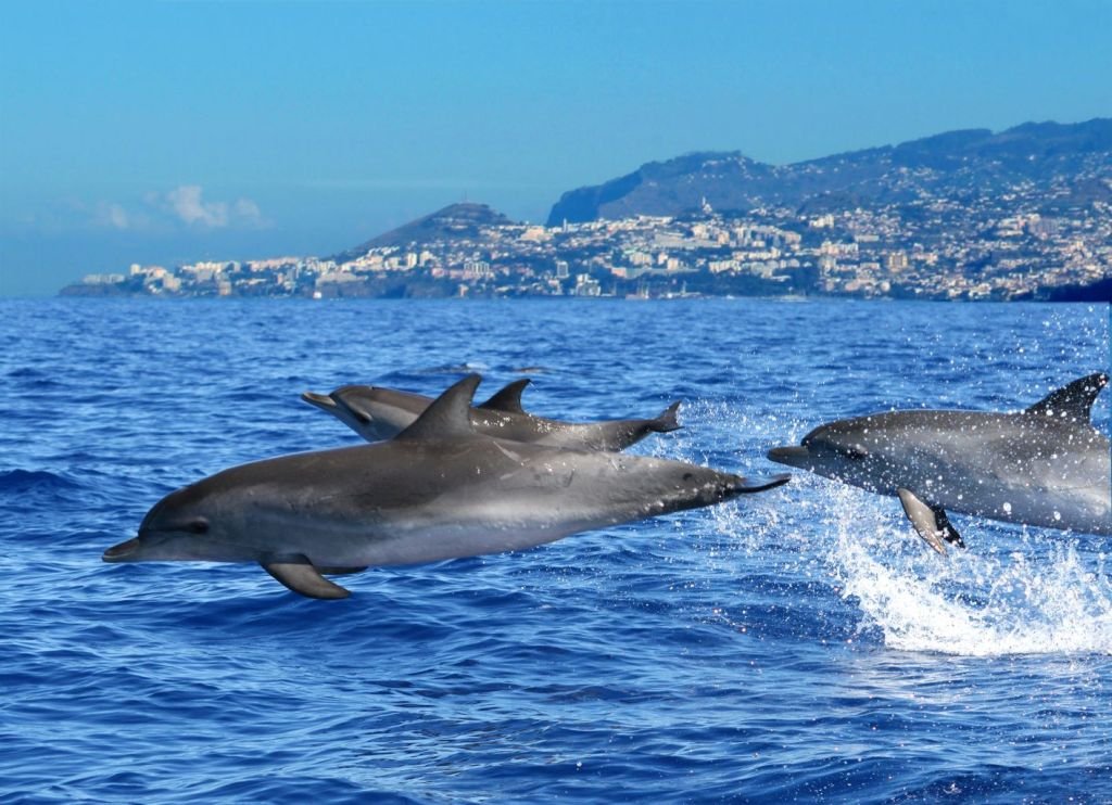 Ver golfinhos e baleias (Foto: Visit Madeira)