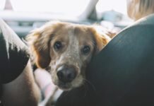 Transporte de cães e gatos em ônibus interestaduais é permitido e deve seguir boas práticas de bem-estar animal (Foto: wirestock/Freepik)