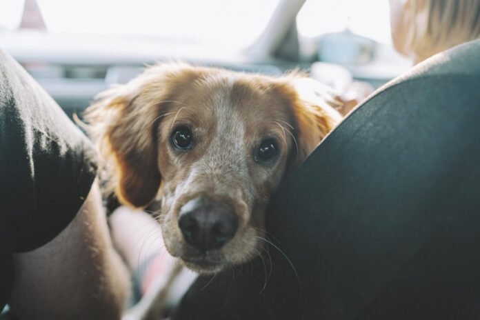 Transporte de cães e gatos em ônibus interestaduais é permitido e deve seguir boas práticas de bem-estar animal (Foto: wirestock/Freepik)