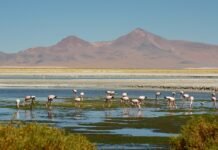 Apesar do clima extremo, o Atacama abriga uma grande diversidade de paisagens e experiências (Foto: Divulgação)