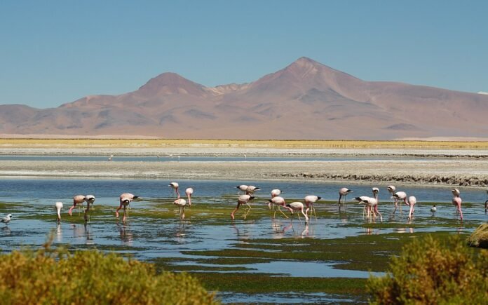 Apesar do clima extremo, o Atacama abriga uma grande diversidade de paisagens e experiências (Foto: Divulgação) Apesar do clima extremo, o Atacama abriga uma grande diversidade de paisagens e experiências (Foto: Divulgação)