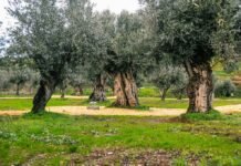 Olivoturismo no Alentejo destaca cultura do azeite para brasileiros Olivoturismo no Alentejo destaca cultura do azeite para brasileiros (Foto: Marco Oliveira)